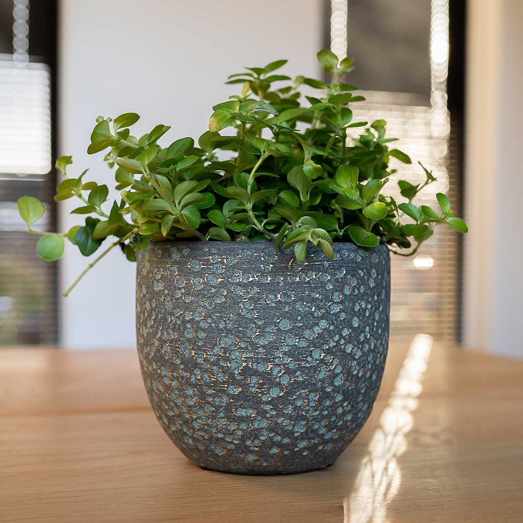 Rinca Plant Pot - Shiny Green & Houseplant