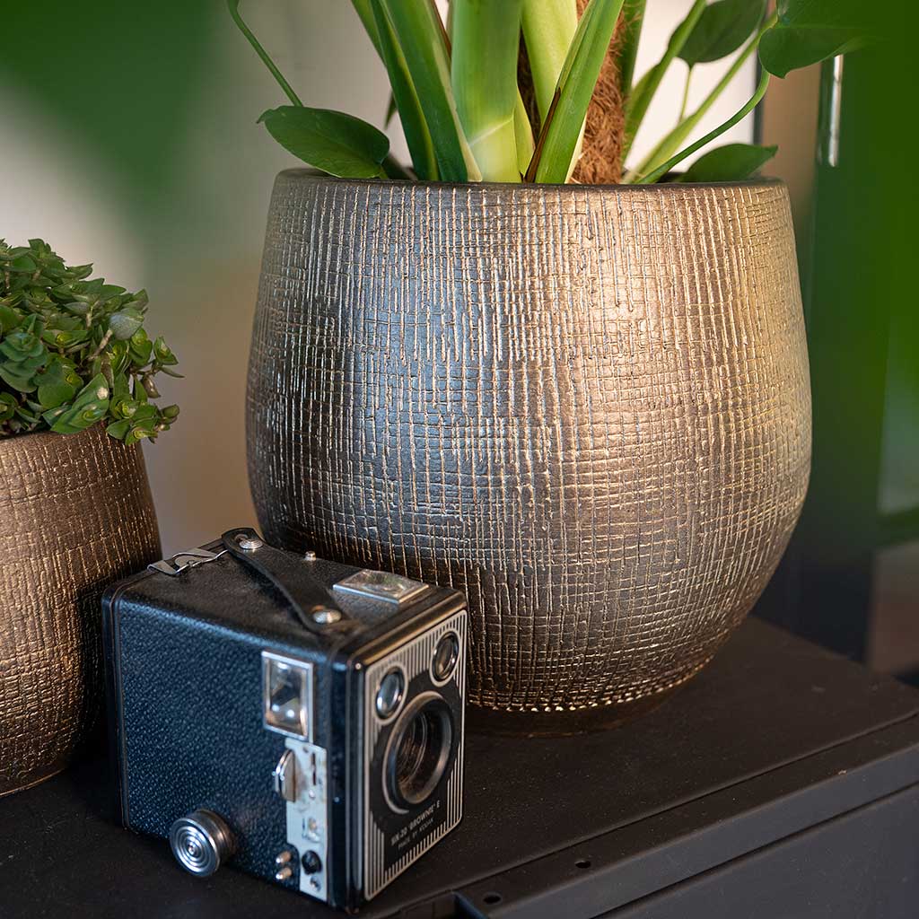 Ryan Plant Pot Shiny Gold with Houseplants Lifestyle