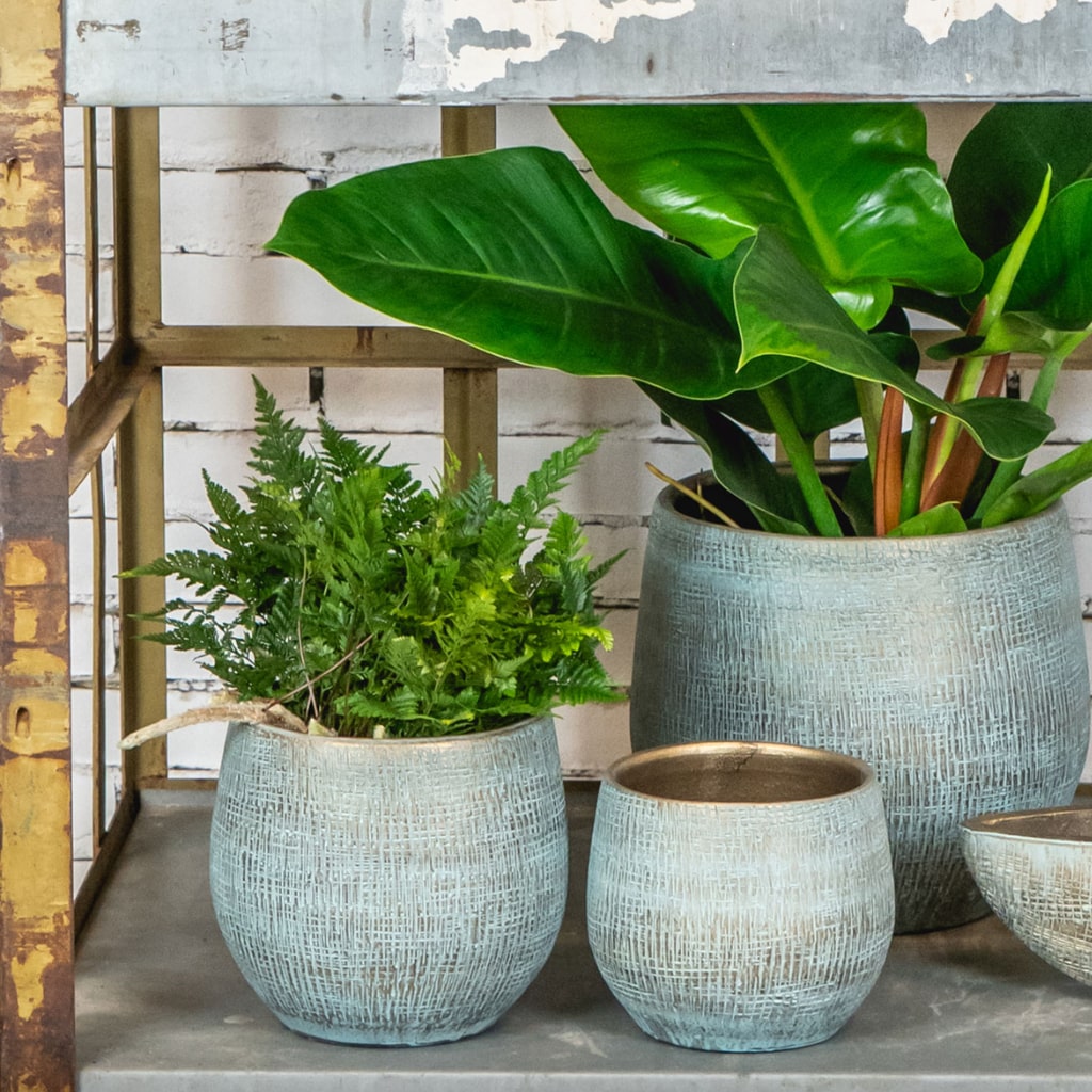 Ryan Plant Pot Blue Gold Fern Houseplant & Philodendron Imperial Green