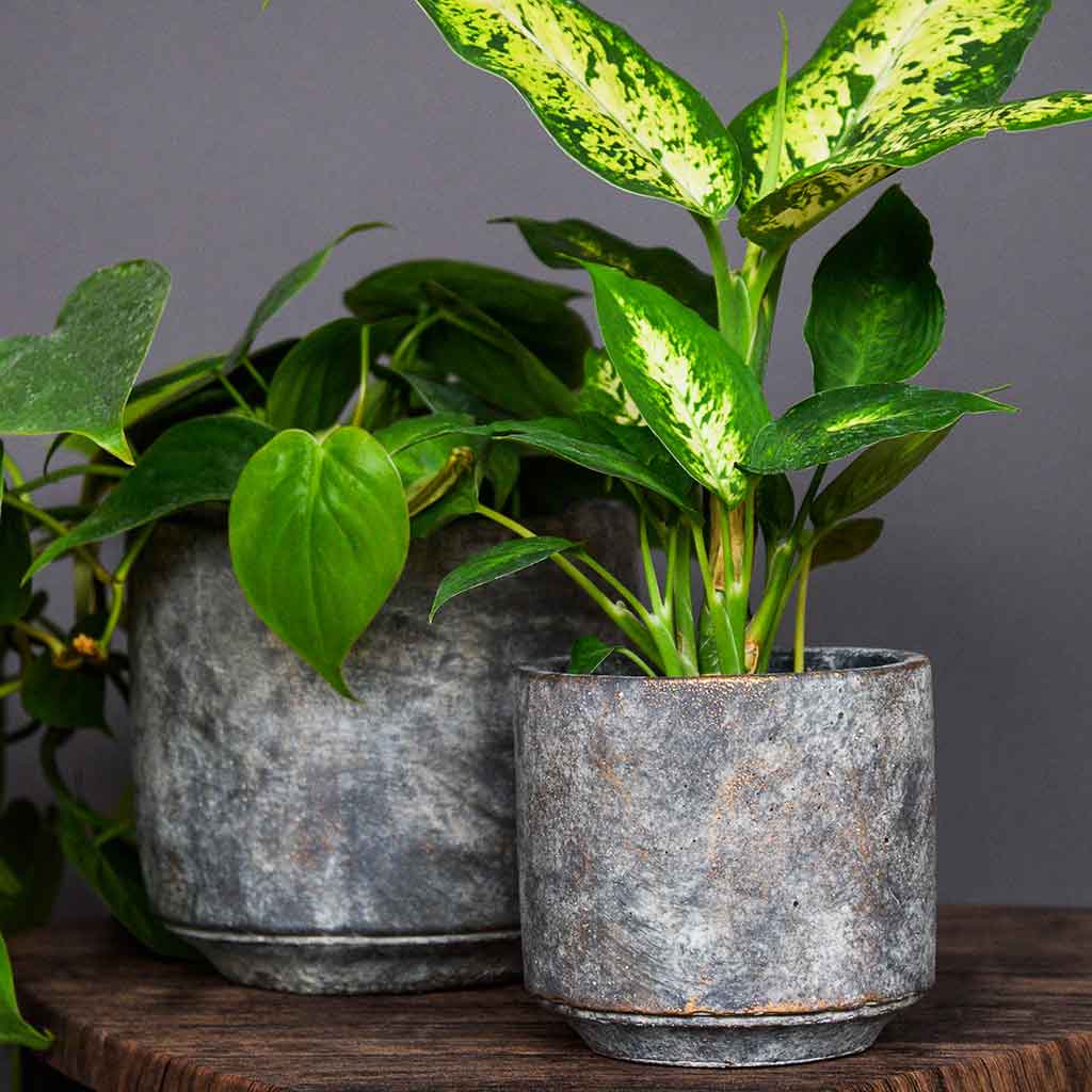 Saar Plant Pot - Earth Cement & Dieffenbachia compacta