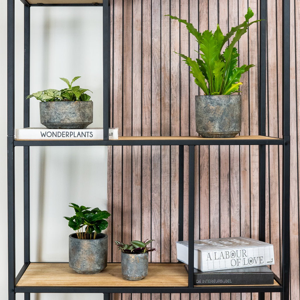 Saar Plant Bowl - Earth Cement - Collection