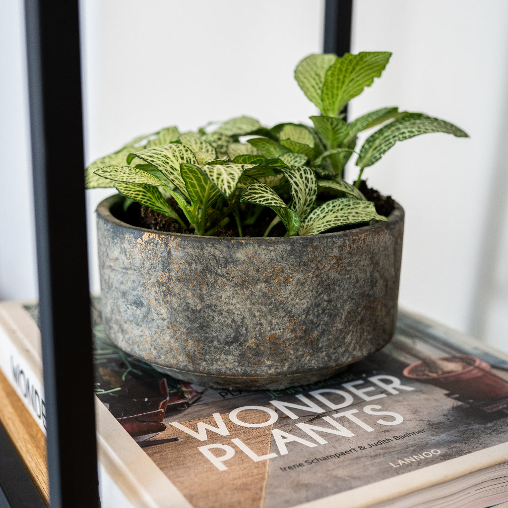 Saar Plant Bowl - Earth Cement - Close Up