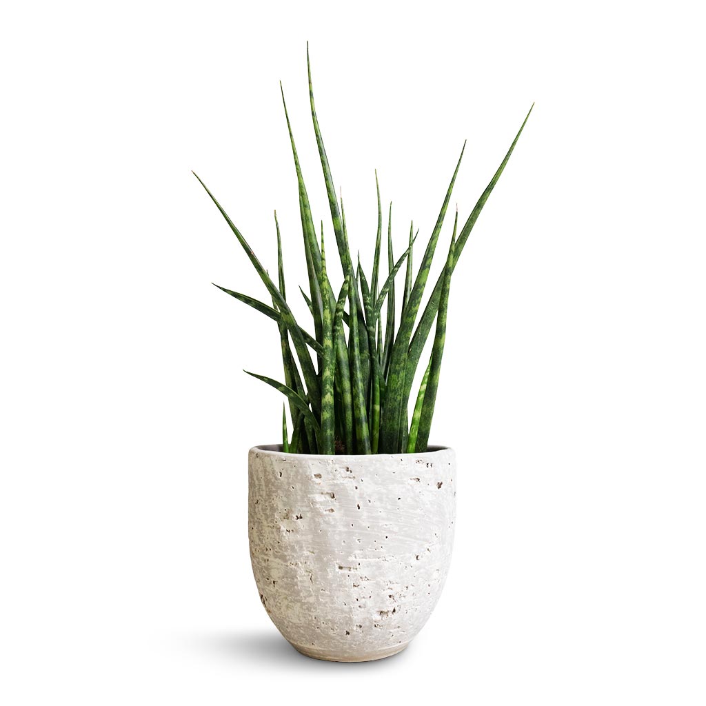 Cas Plant Pot - Cool Grey