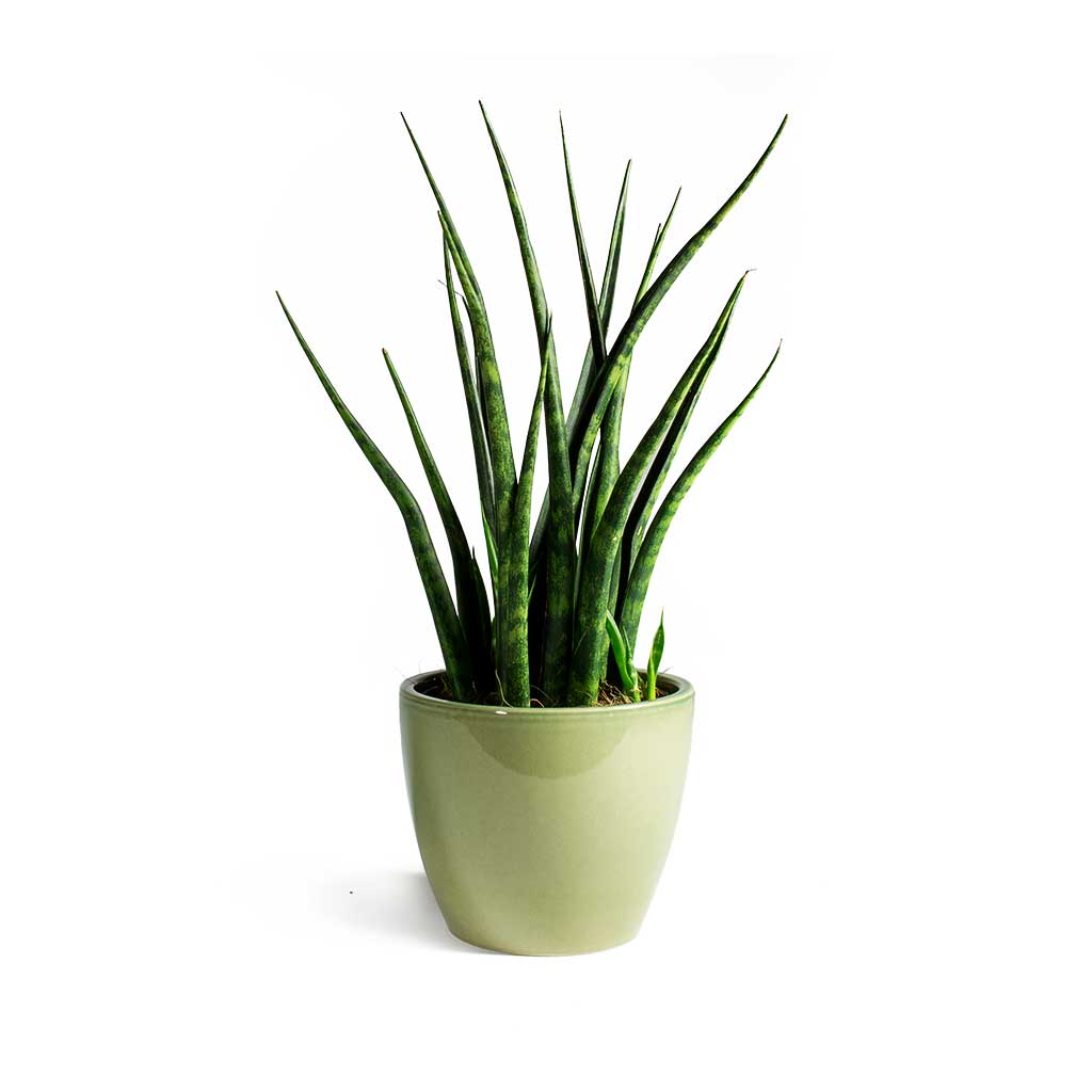 Sansevieria Fernwood Mikado Snake Plant & Sven Plant Pot Mint