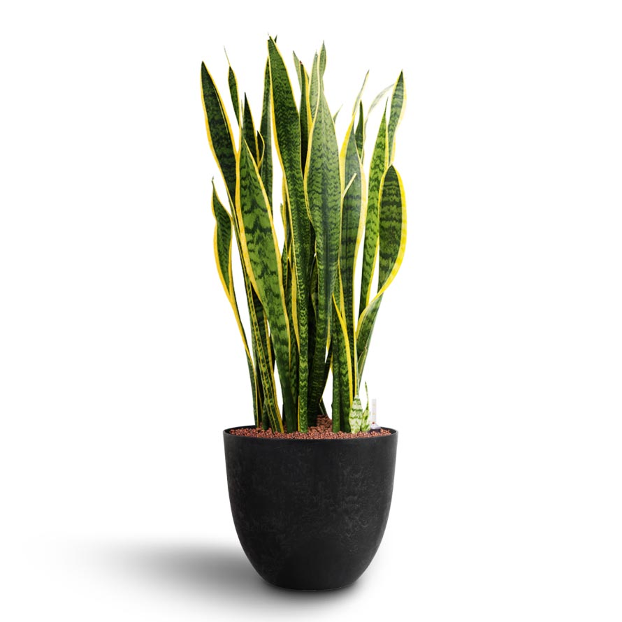 Sansevieria Laurentii - Hydroculture Indoor Plants & Bola Artstone Plant Pot - Black
