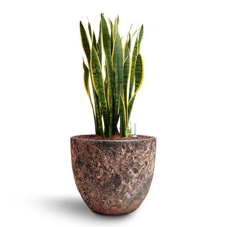 Sansevieria Laurentii - Hydroculture Indoor Plant & Lava Couple Relic Planter - Pink