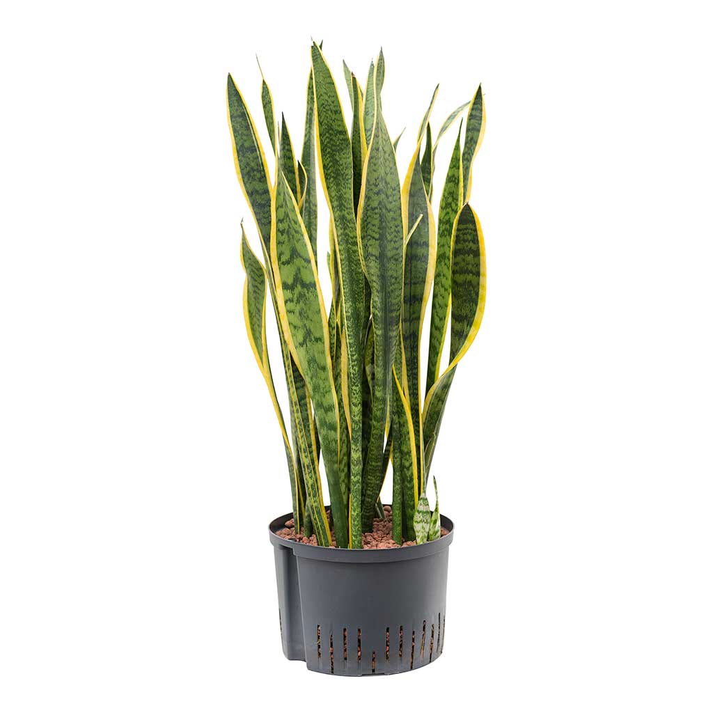 Sansevieria Laurentii Hydroculture Indoor Plant Large