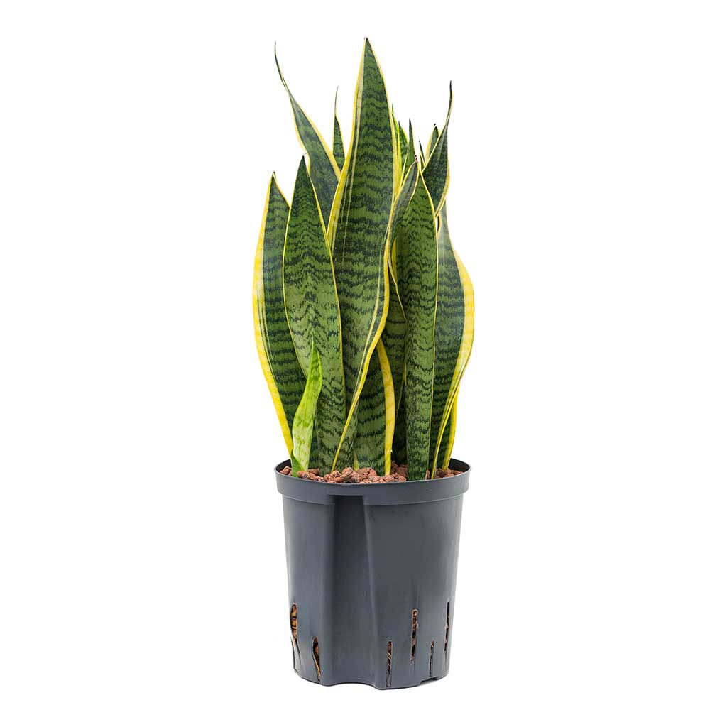 Sansevieria Laurentii Hydroculture Indoor Plant Medium