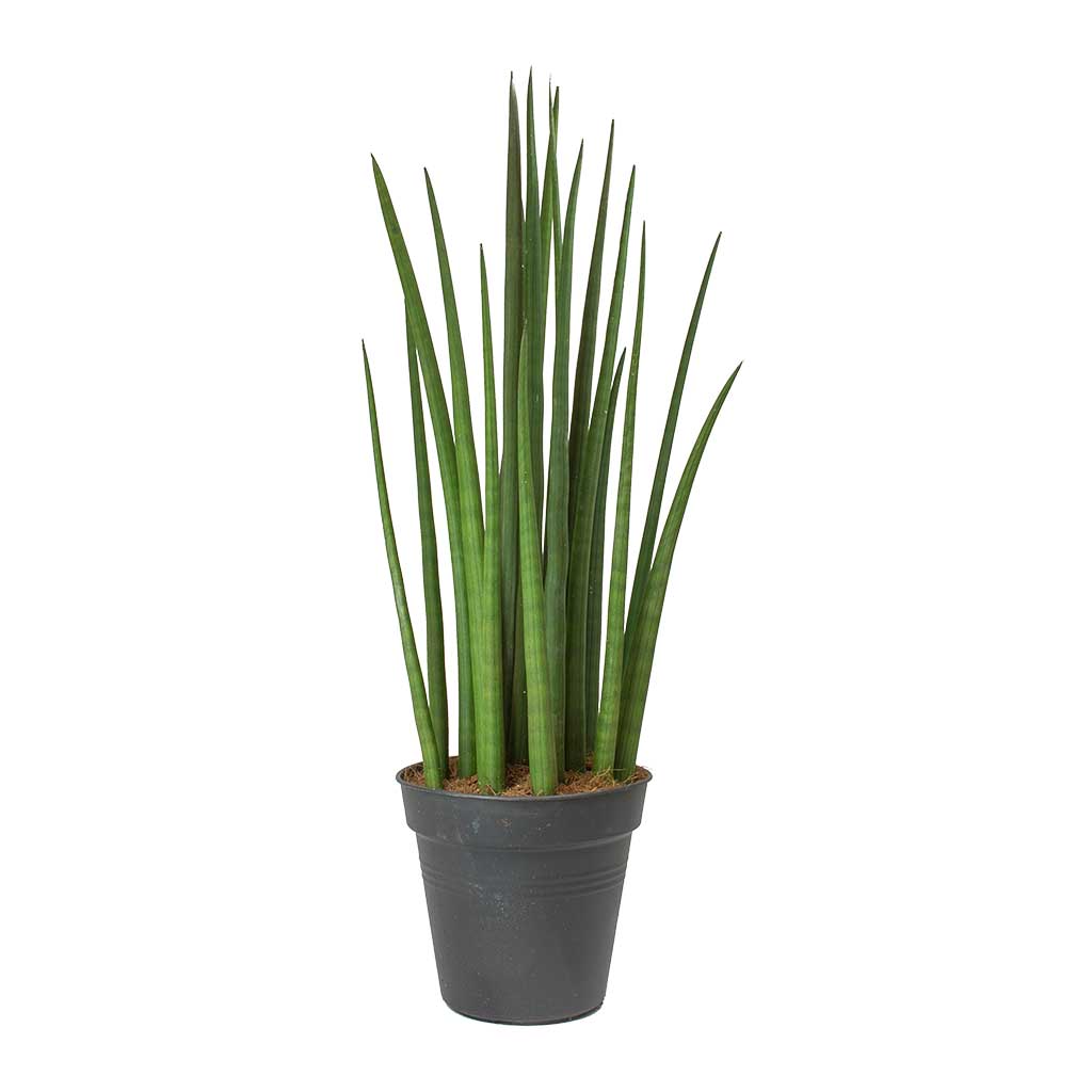 Sansevieria cylindrica Spikes - Cylindrical Snake Plant