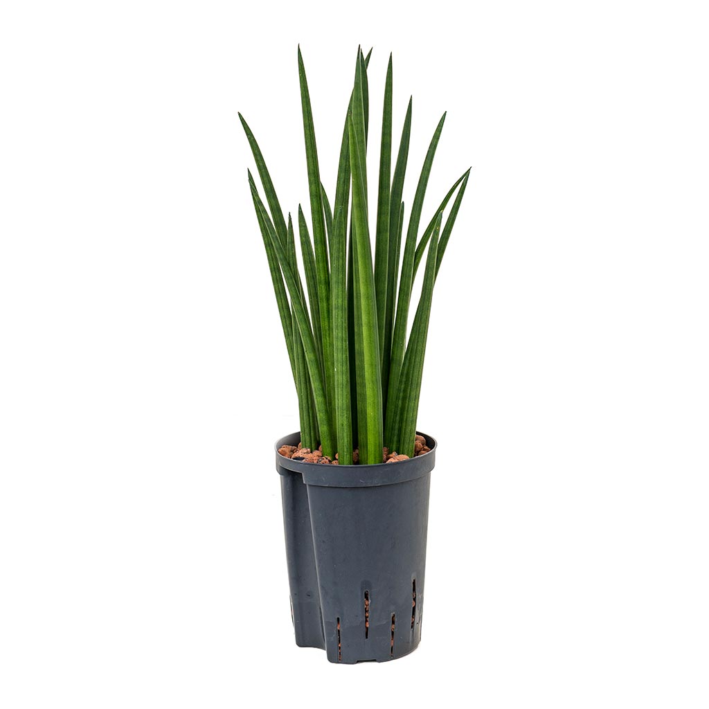 Sansevieria cylindrica Spikes - Hydroculture - 15/19 x 50cm