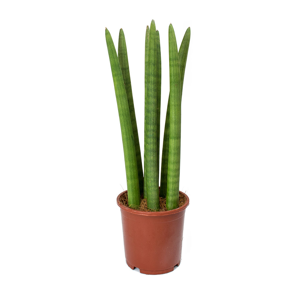 Sansevieria cylindrica Straight - Cylindrical Snake Plant