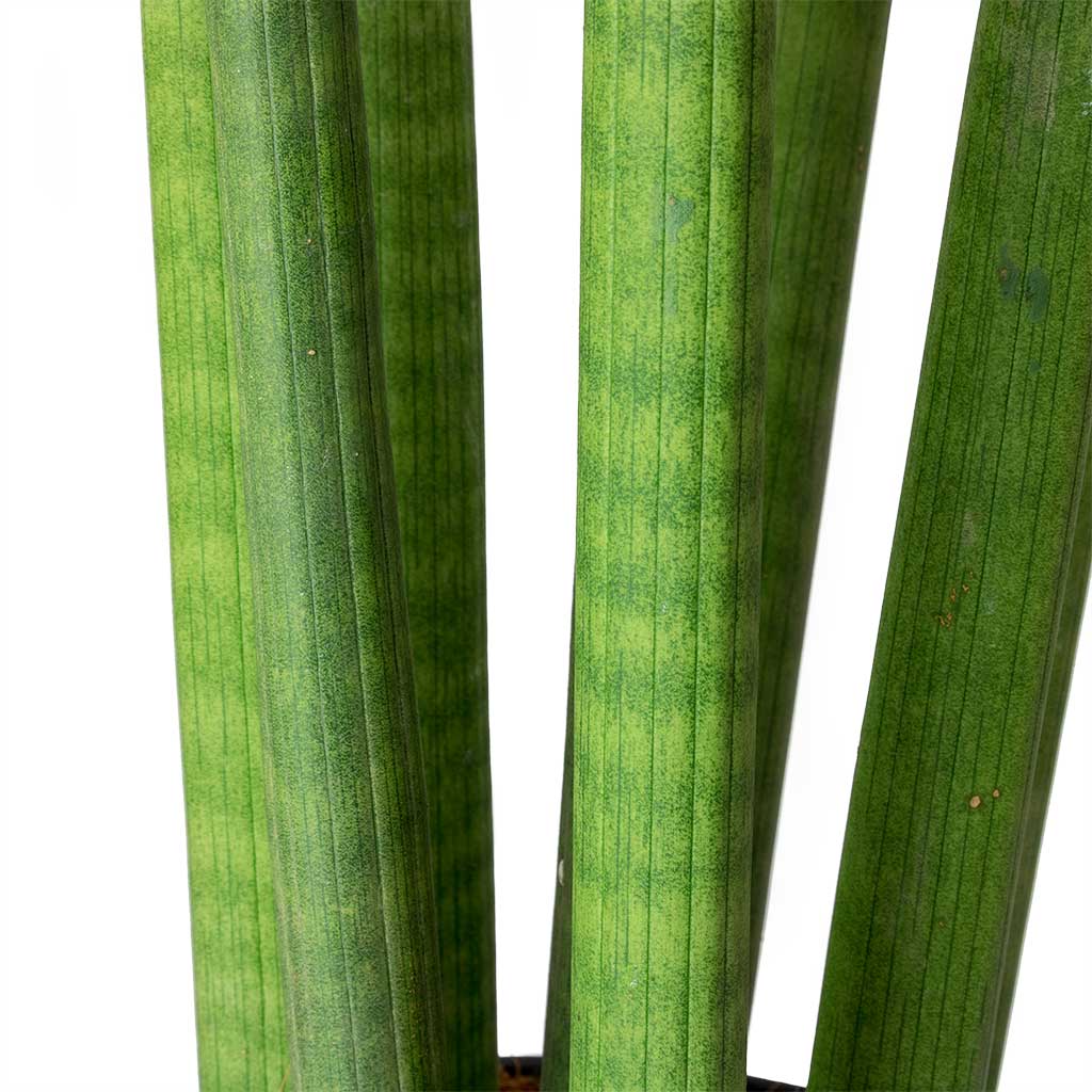 Sansevieria cylindrica Straight Cylindrical Snake Plant Stems