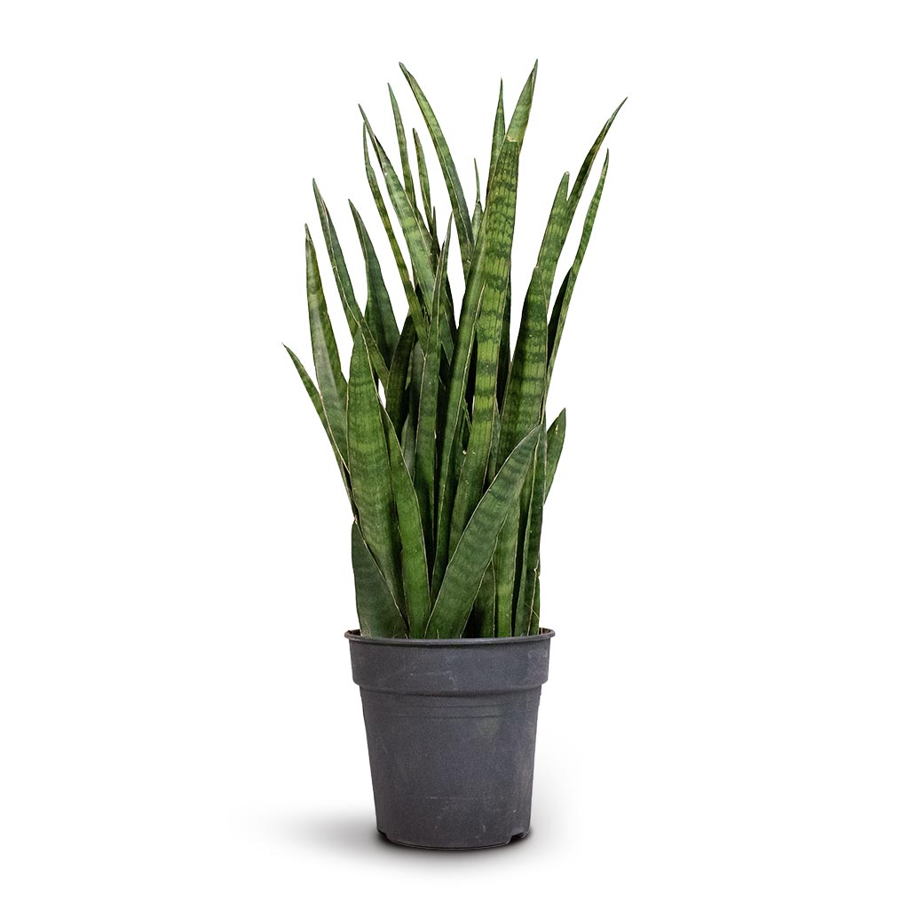 Sansevieria kirkii - Star Sansevieria