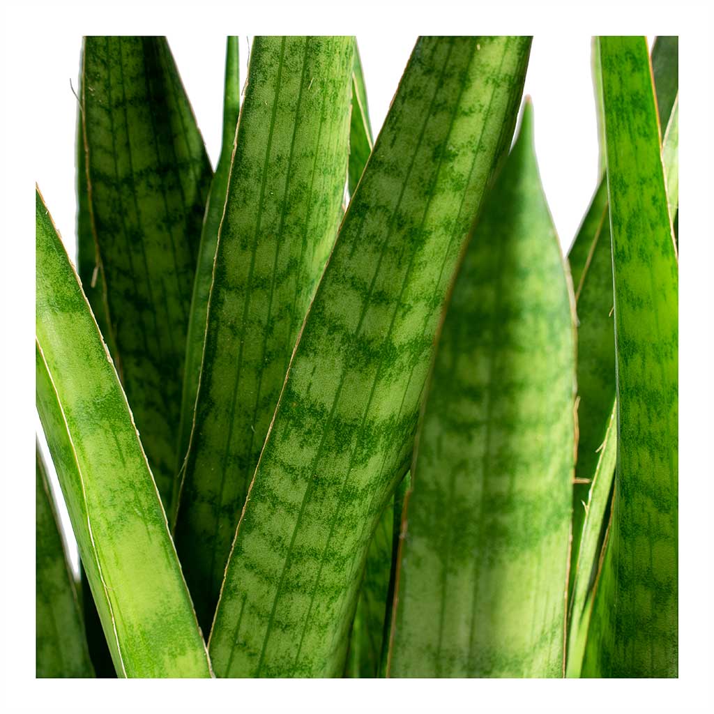 Sansevieria kirkii Star Sansevieria Leaves