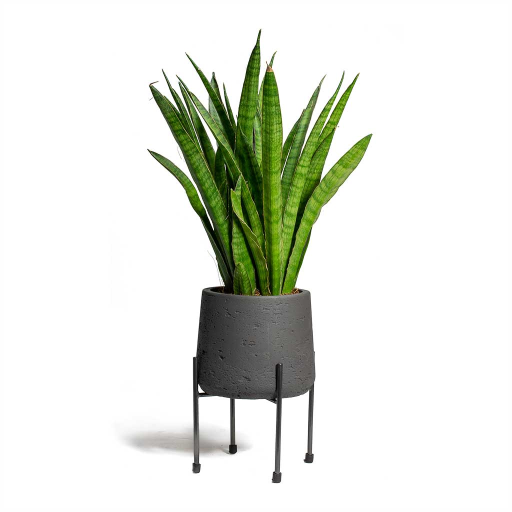Sansevieria kirkii Star Sansevieria & Patt Plant Pot Black Washed & Faline Plant Stand - Lead