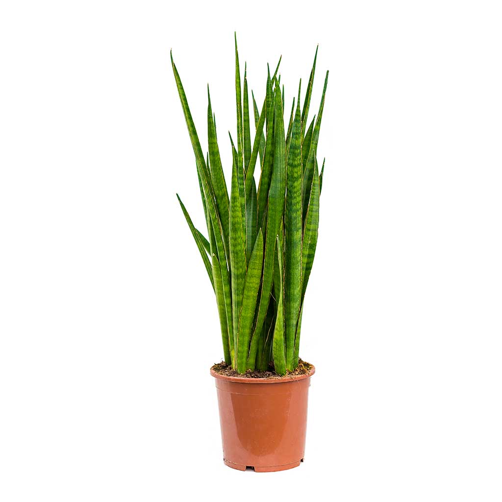 Sansevieria kirkii - Star Sansevieria 75cm