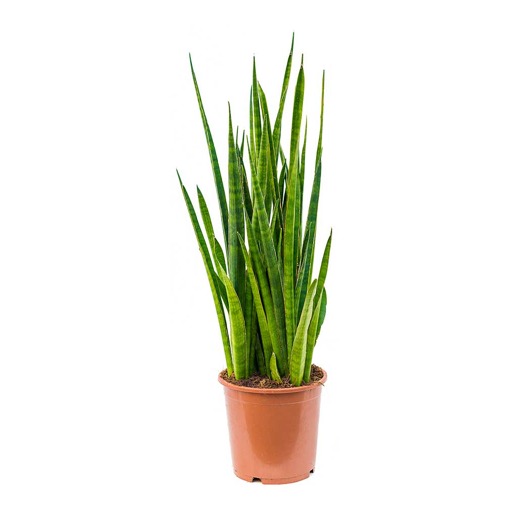 Sansevieria kirkii - Star Sansevieria 80cm