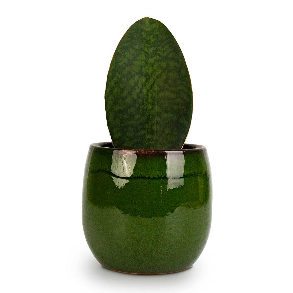 Sansevieria masoniana Victoria Shark Fin Snake Plant 10x30cm Charlotte Plant Pot Green 15x13cm