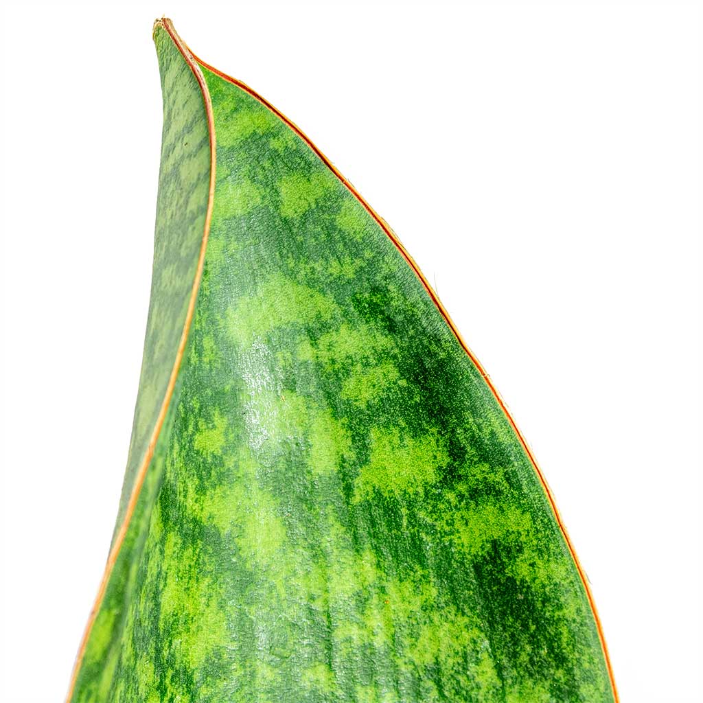 Sansevieria masoniana Victoria Shark Fin Close Up
