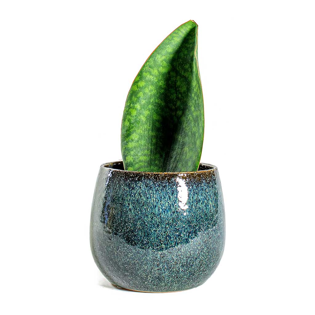 Sansevieria masoniana Victoria Shark Fin & Odile Petrol Plant Pot