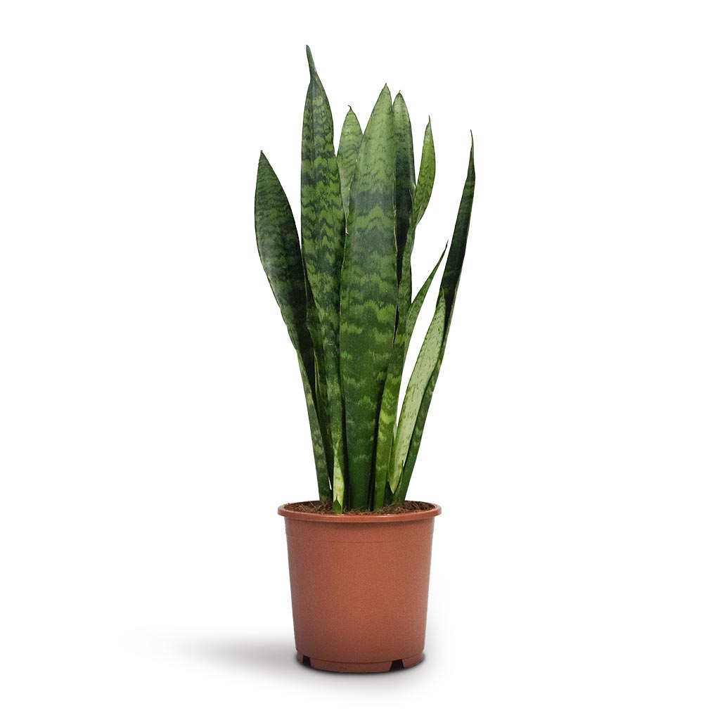 Sansevieria trifasciata Black Coral - Snake Plant Houseplant