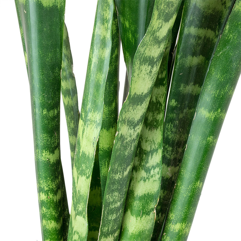 Sansevieria trifasciata Black Coral - Snake Plant Leaves