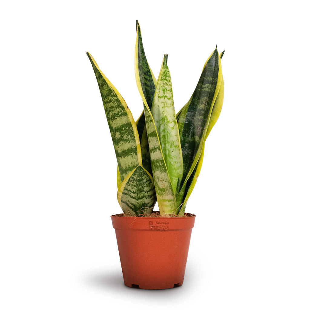 Sansevieria trifasciata Futura Superba