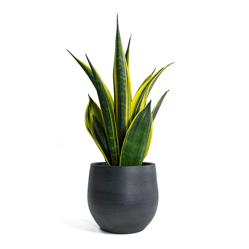 Sansevieria trifasciata Golden Flame Snake Plant with Esra Plant Pot Graphite