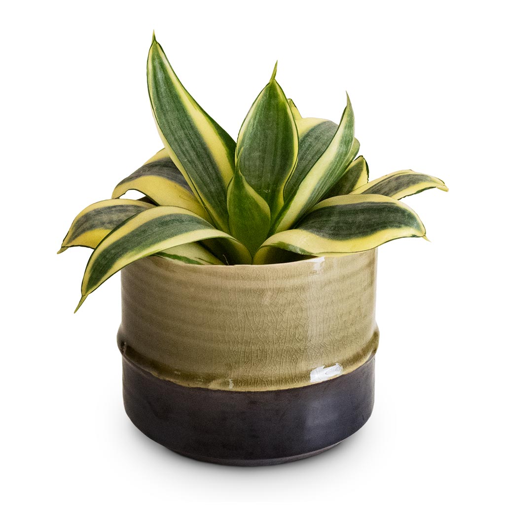 Sansevieria trifasciata Golden Hahnii - Birds Nest Snake Plant & Marlijn Plant Pot - Thyme