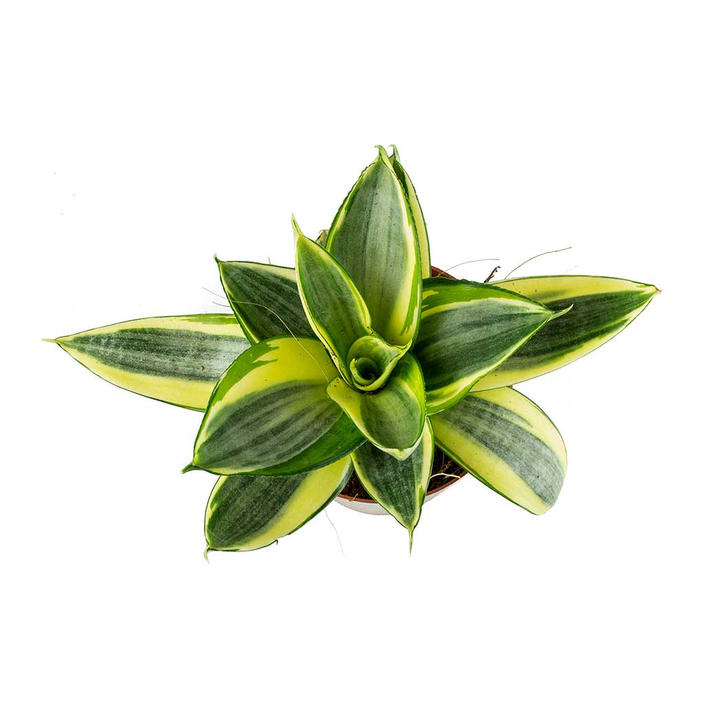Sansevieria trifasciata Golden Hahnii - Birds Nest Snake Plant Leaves