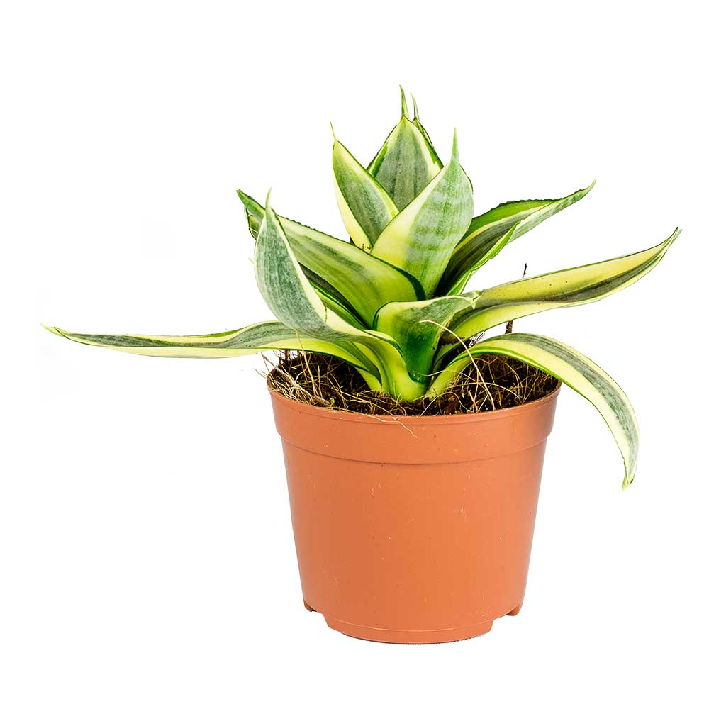 Sansevieria trifasciata Golden Hahnii - Birds Nest Snake Plant