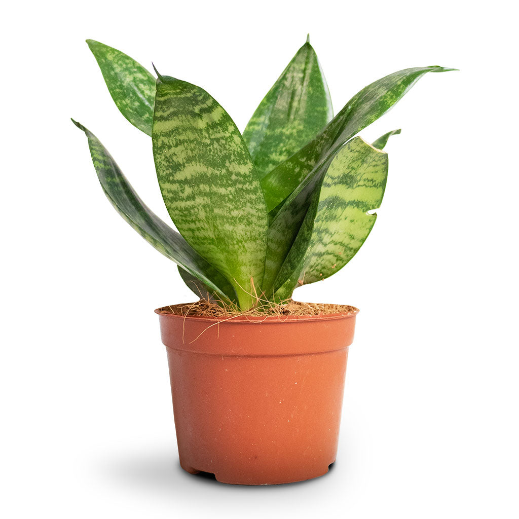 Sansevieria trifasciata Hahnii - Birds Nest Snake Plant