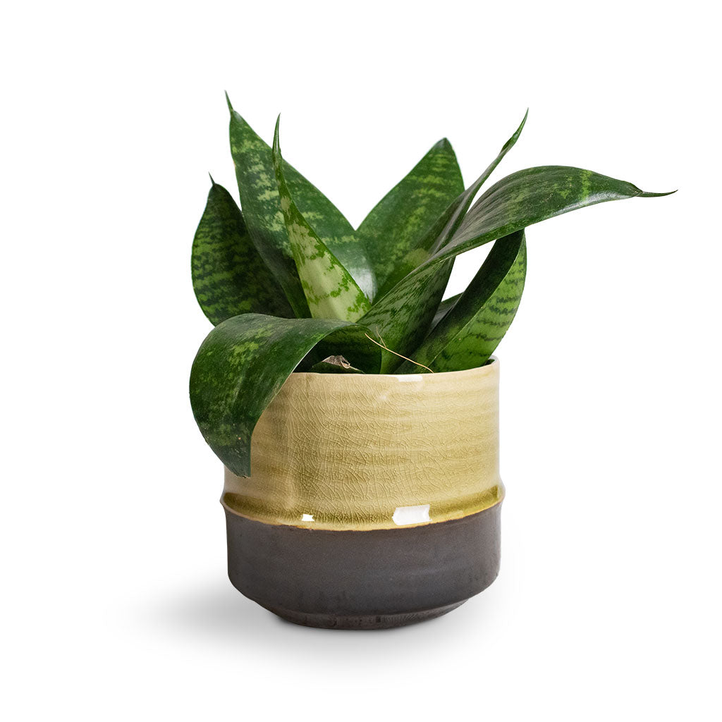 Sansevieria trifasciata Hahnii - Birds Nest Snake Plant & Marlijn Plant Pot Thyme