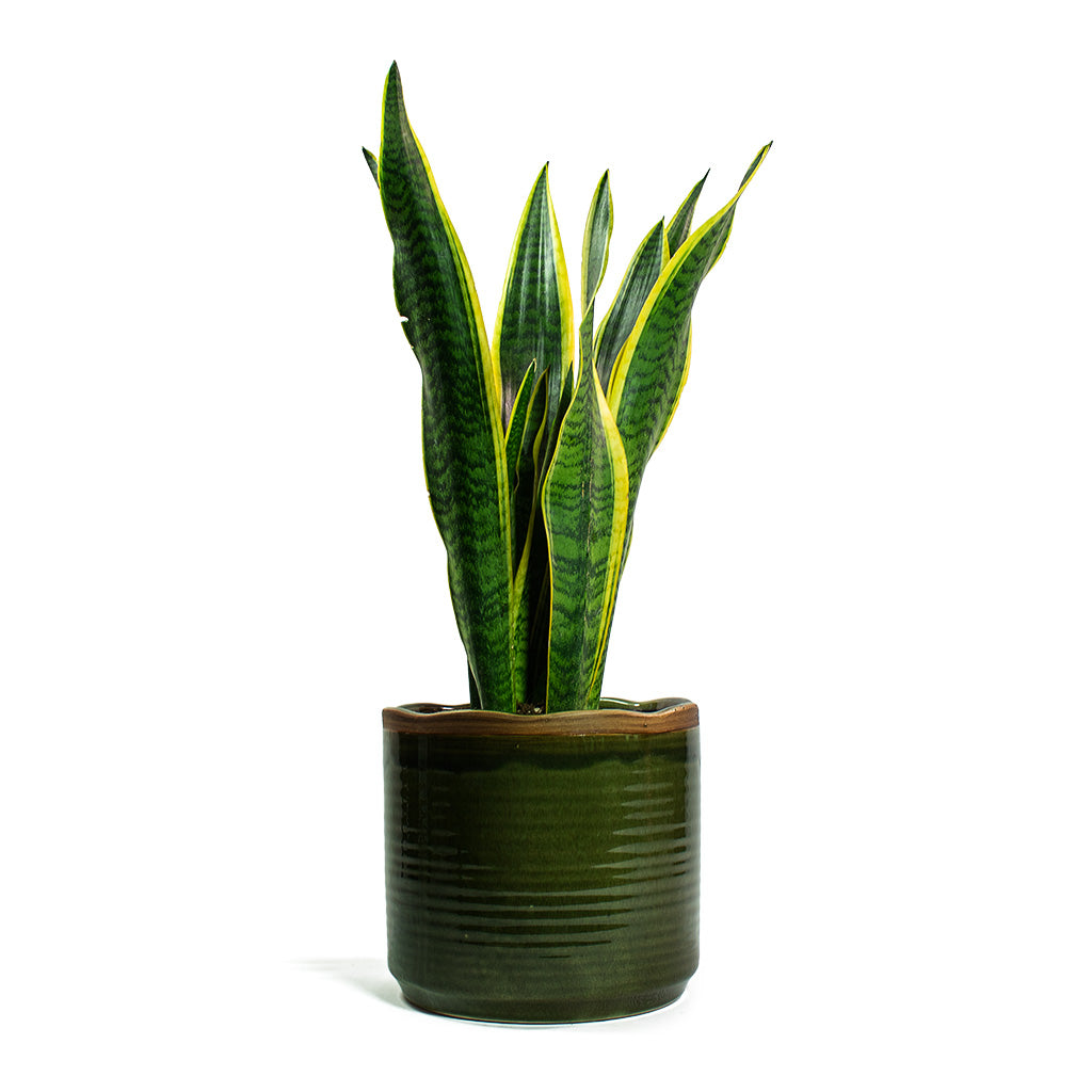 Sansevieria trifasciata Laurentii Variegated Snake Plant & Jordy Plant Pot - Forest Green