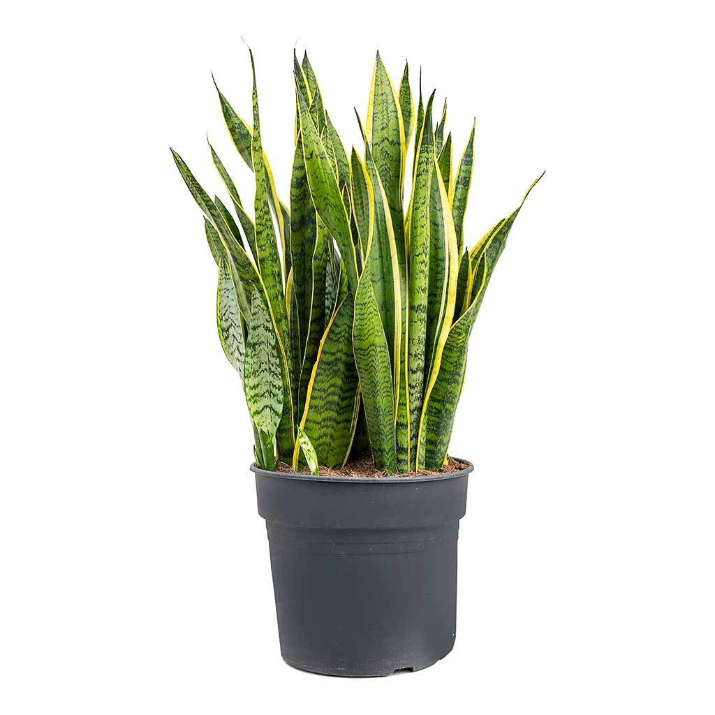 Sansevieria trifasciata Laurentii - Variegated Snake Plant - Large