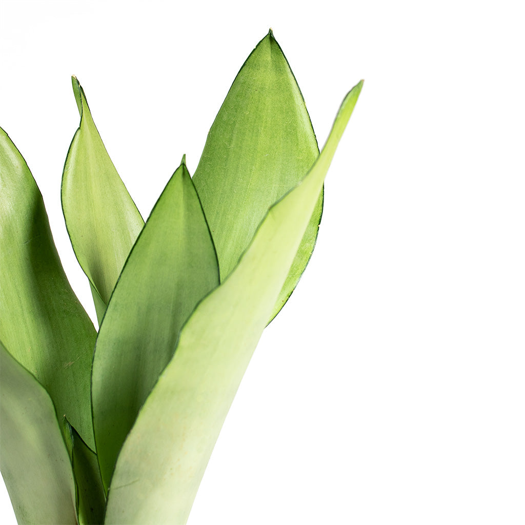Sansevieria trifasciata Moonshine Snake Plant 9cm Close-Up
