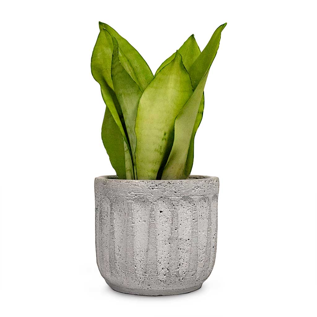 Sansevieria trifasciata Moonshine Snake Plant & Plant Pot Duncan Cement