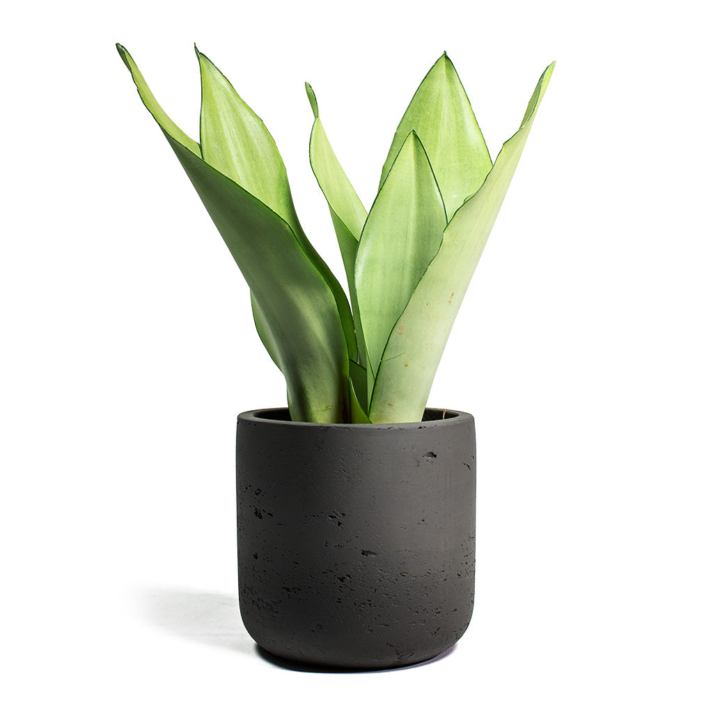 Sansevieria trifasciata Moonshine Snake Plant with Charlie Plant Pot Black Washed