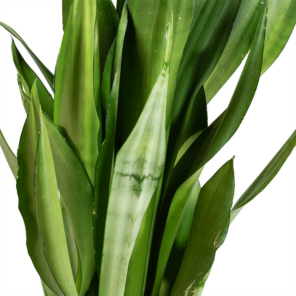 Sansevieria trifasciata Moonshine - Snake Plant Stems