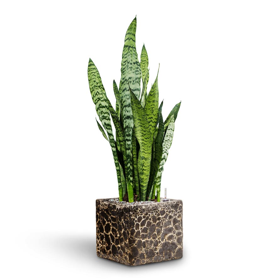 Sansevieria zeylanica - Hydroculture & Lava Cube Relic Planter - Black
