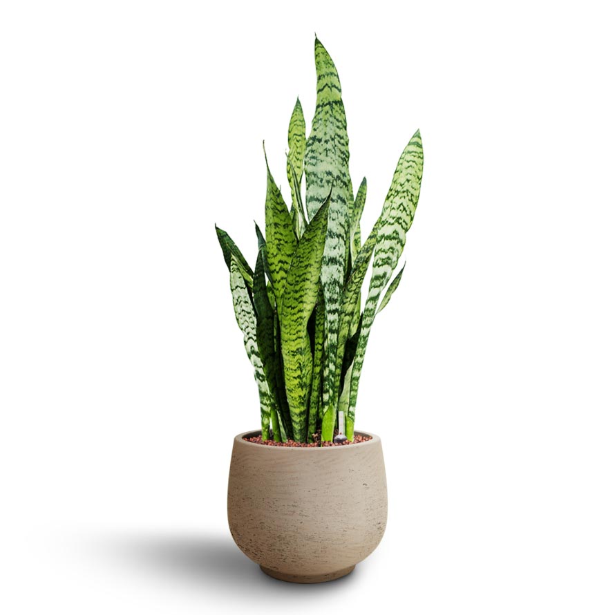 Sansevieria zeylanica - Hydroculture Mini Pixie Plant Pot - Grey Washed