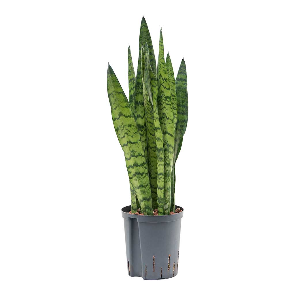 Sansevieria zeylanica Hydroculture Indoor Plant Small