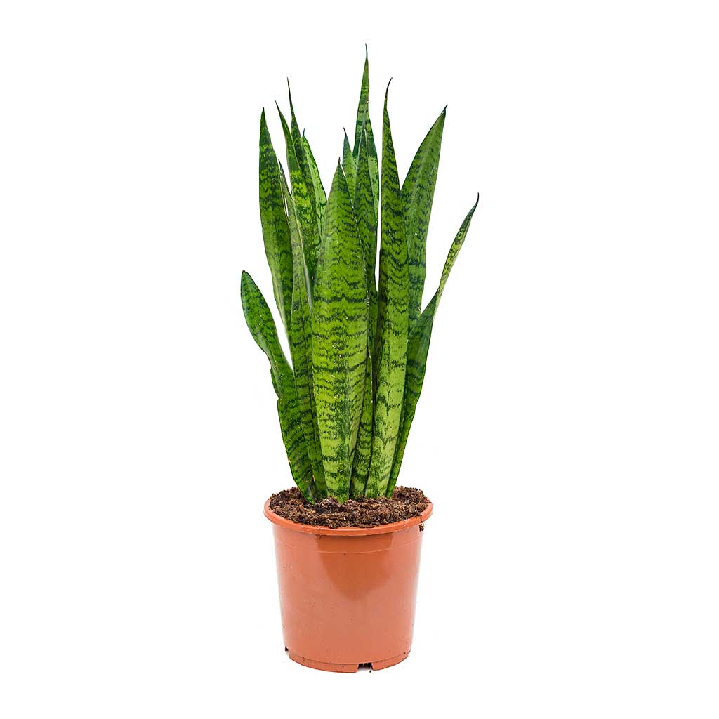 Sansevieria zeylanica - Snake Plant 17 x 50cm