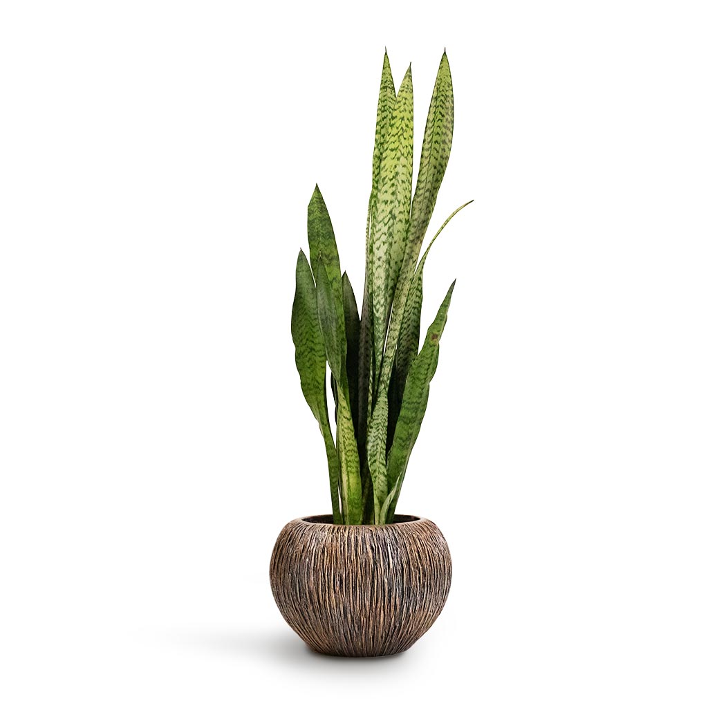 Sansevieria zeylanica Snake Plant Houseplant & Luxe Lite Waterfall Globe Planter Bronze