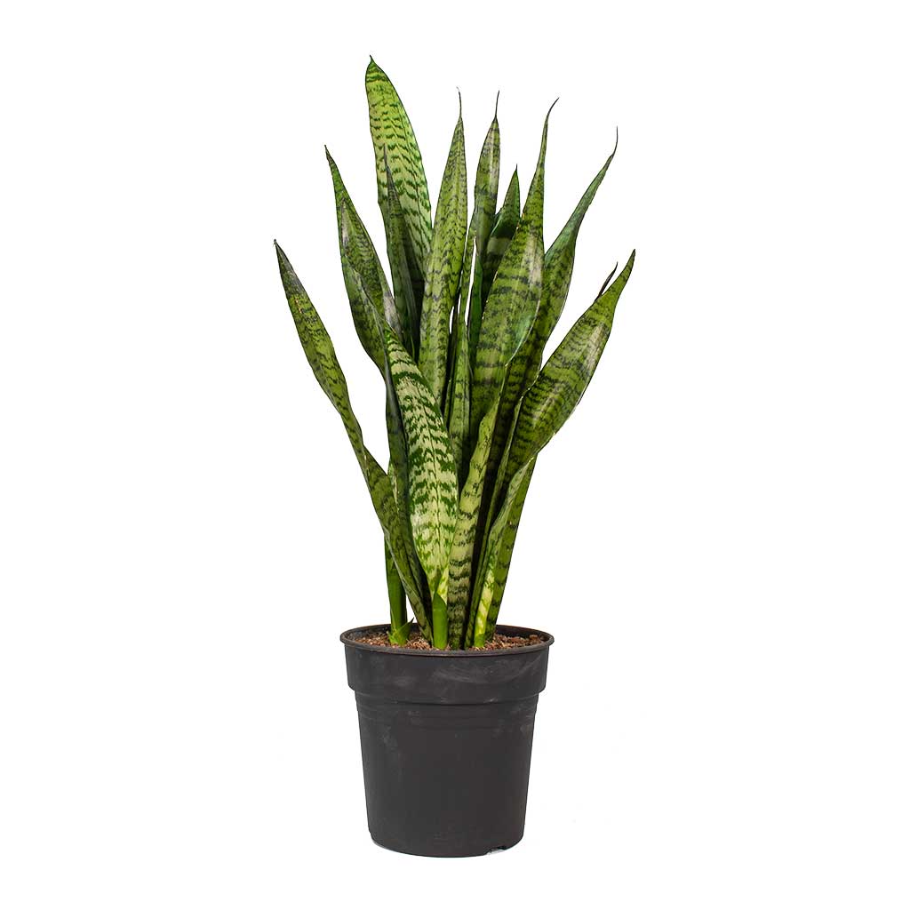 Sansevieria zeylanica - Snake Plant - Medium