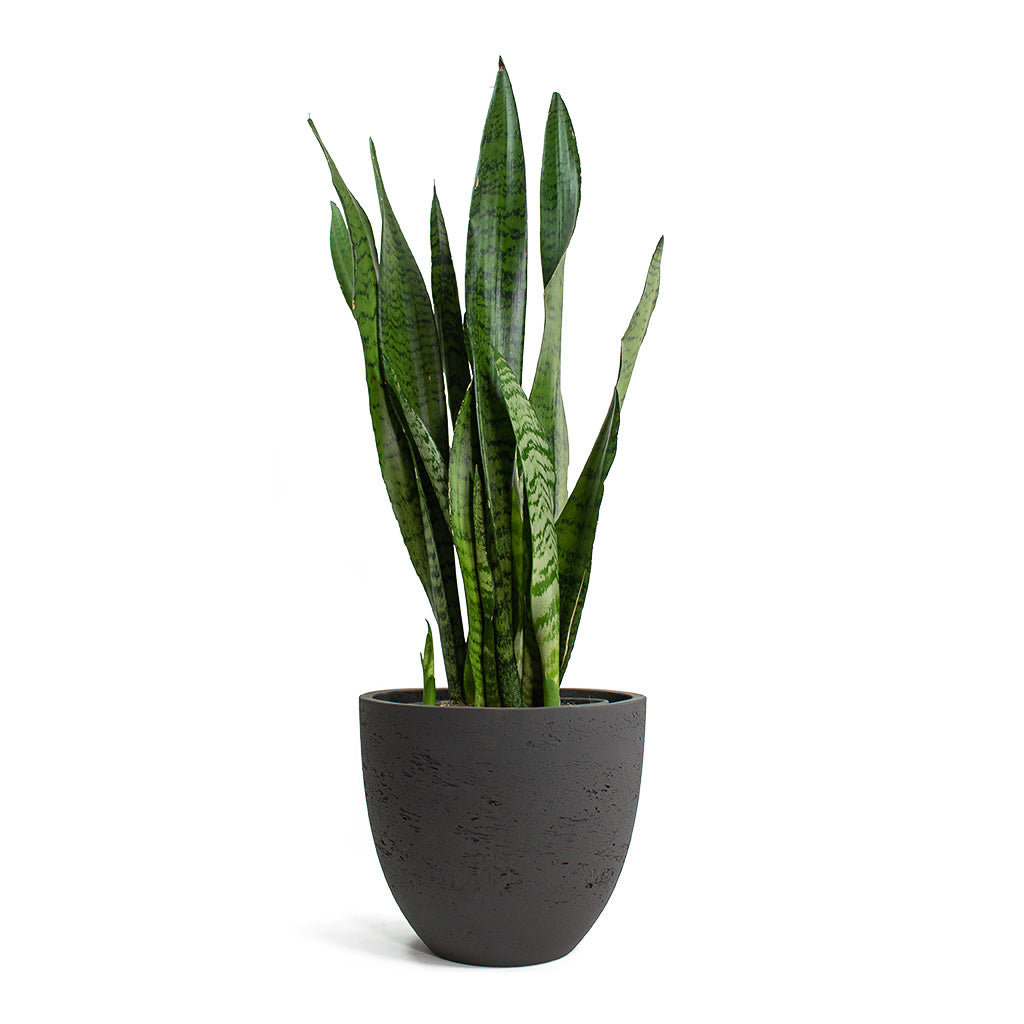Sansevieria zeylanica Snake Plant with Mini Jesslyn Plant Pot Black Washed