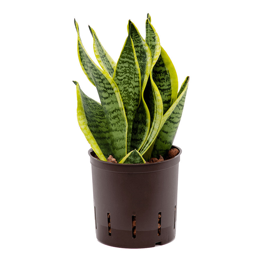 Sansevieria Futura Superba - Hydroculture Plant