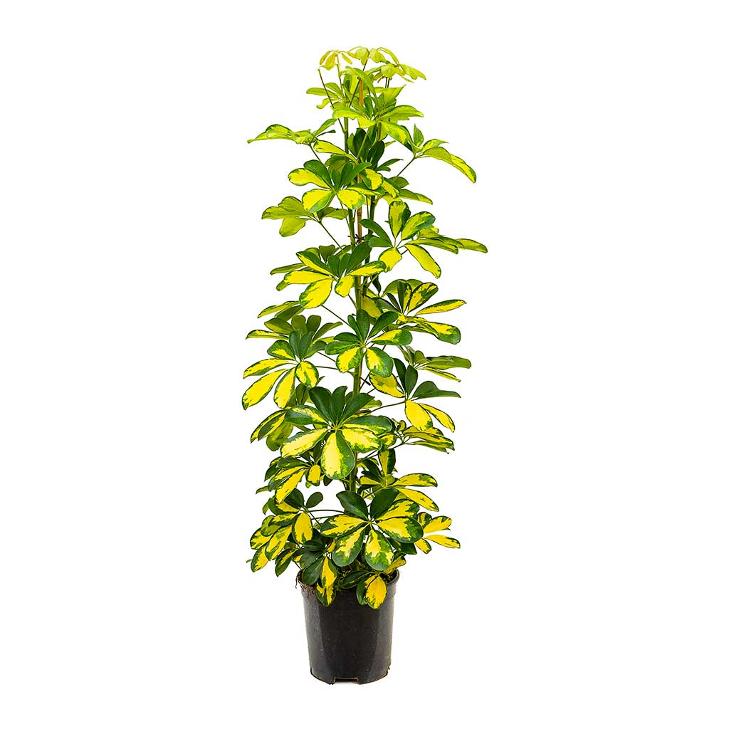Schefflera Gold Capella - Dwarf Umbrella Tree