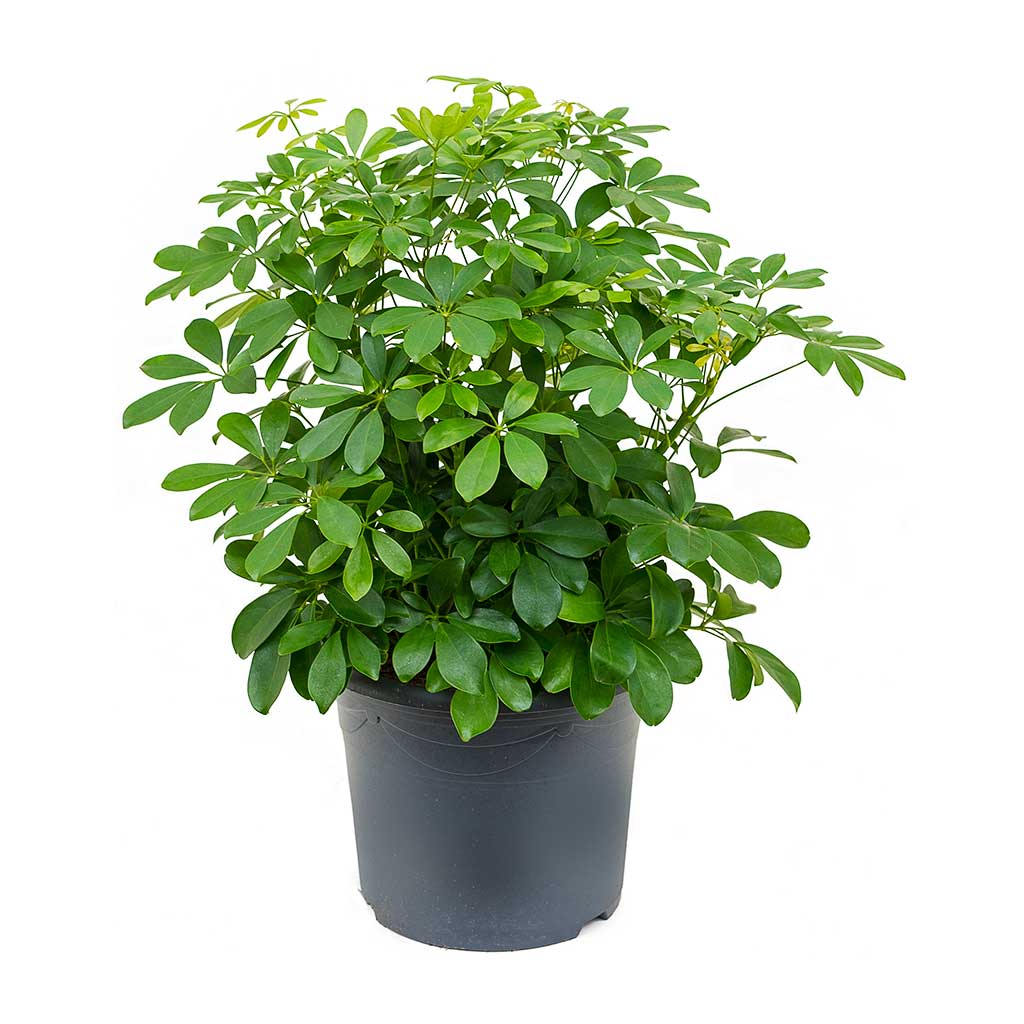 Schefflera arboricola - Dwarf Umbrella Tree 29 x 60cm