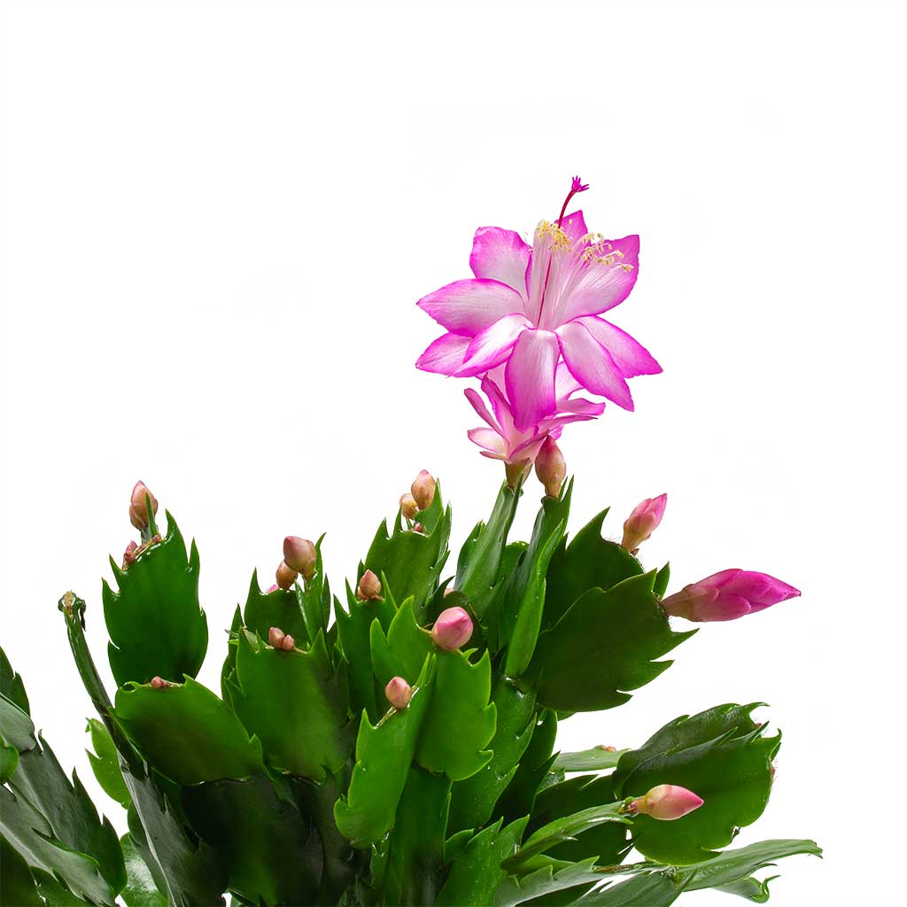 Schlumbergera - Christmas Cactus Houseplant - Pink/Purple - Leaves & Flowers